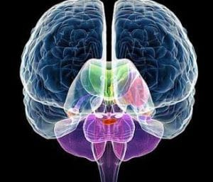 Brain