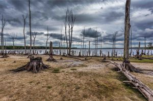 Solastalgie la forêt